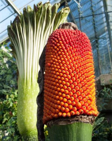Аморфофаллус (Amorphophallus): 150 фото квітки + інструкція як вирощувати та доглядати в домашніх умовах