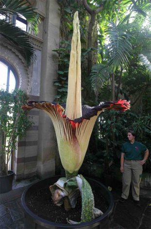 Аморфофаллус (Amorphophallus): 150 фото квітки + інструкція як вирощувати та доглядати в домашніх умовах