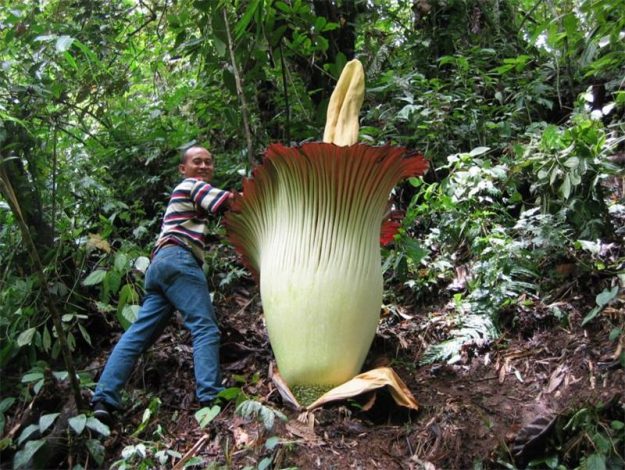 Аморфофаллус (Amorphophallus): 150 фото квітки + інструкція як вирощувати та доглядати в домашніх умовах