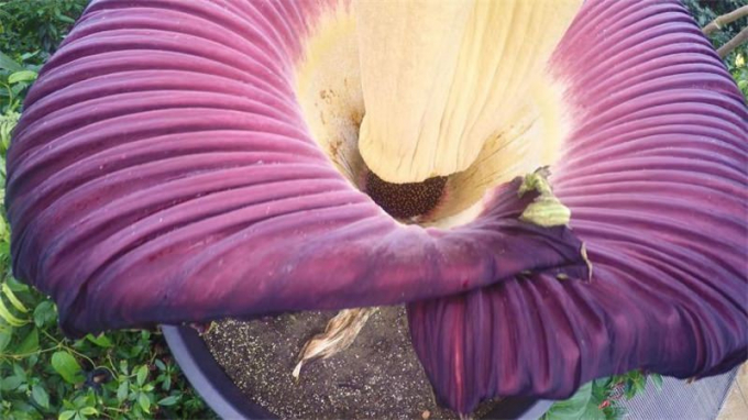 Аморфофаллус (Amorphophallus): 150 фото квітки + інструкція як вирощувати та доглядати в домашніх умовах