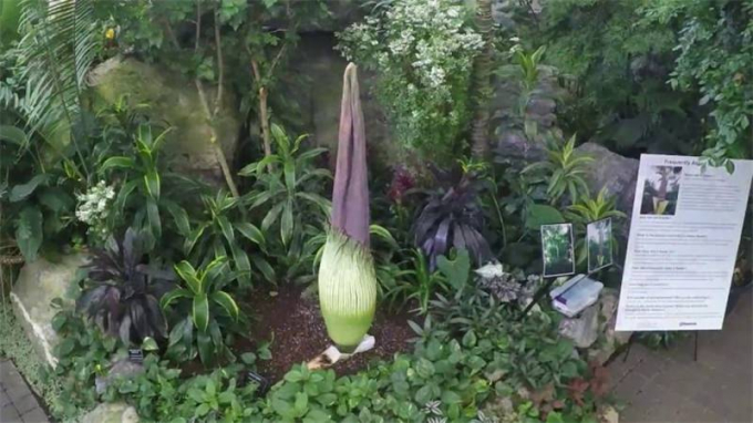 Аморфофаллус (Amorphophallus): 150 фото квітки + інструкція як вирощувати та доглядати в домашніх умовах