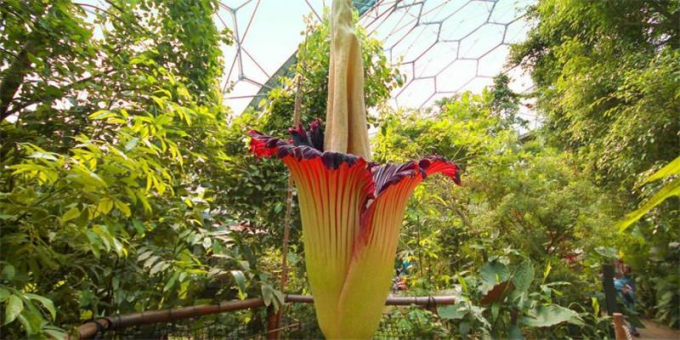 Аморфофаллус (Amorphophallus): 150 фото квітки + інструкція як вирощувати та доглядати в домашніх умовах