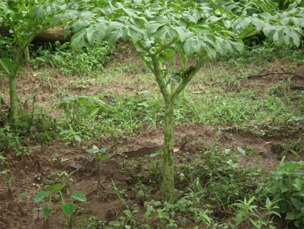 Аморфофаллус (Amorphophallus): 150 фото квітки + інструкція як вирощувати та доглядати в домашніх умовах