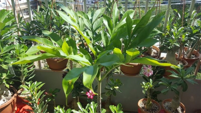 Аморфофаллус (Amorphophallus): 150 фото квітки + інструкція як вирощувати та доглядати в домашніх умовах