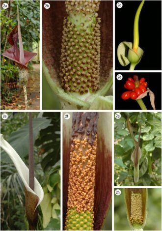 Аморфофаллус (Amorphophallus): 150 фото квітки + інструкція як вирощувати та доглядати в домашніх умовах