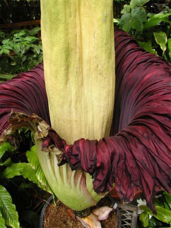 Аморфофаллус (Amorphophallus): 150 фото квітки + інструкція як вирощувати та доглядати в домашніх умовах
