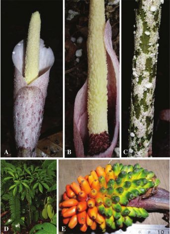 Аморфофаллус (Amorphophallus): 150 фото квітки + інструкція як вирощувати та доглядати в домашніх умовах