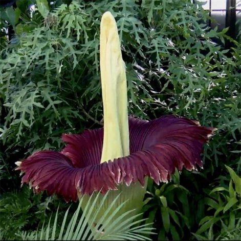 Аморфофаллус (Amorphophallus): 150 фото квітки + інструкція як вирощувати та доглядати в домашніх умовах