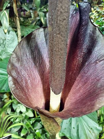 Аморфофаллус (Amorphophallus): 150 фото квітки + інструкція як вирощувати та доглядати в домашніх умовах