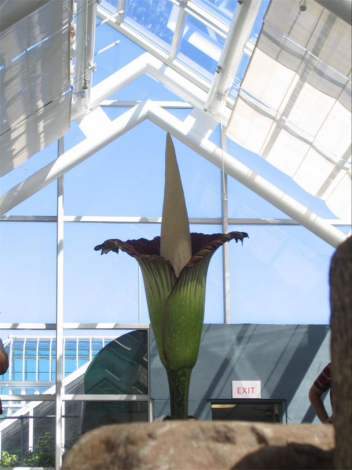 Аморфофаллус (Amorphophallus): 150 фото квітки + інструкція як вирощувати та доглядати в домашніх умовах