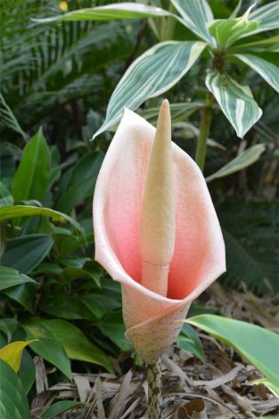 Аморфофаллус (Amorphophallus): 150 фото квітки + інструкція як вирощувати та доглядати в домашніх умовах