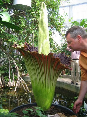 Аморфофаллус (Amorphophallus): 150 фото квітки + інструкція як вирощувати та доглядати в домашніх умовах