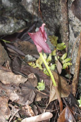 Аморфофаллус (Amorphophallus): 150 фото квітки + інструкція як вирощувати та доглядати в домашніх умовах