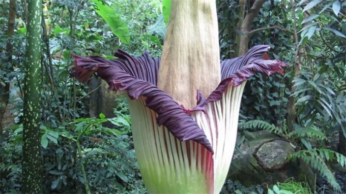 Аморфофаллус (Amorphophallus): 150 фото квітки + інструкція як вирощувати та доглядати в домашніх умовах