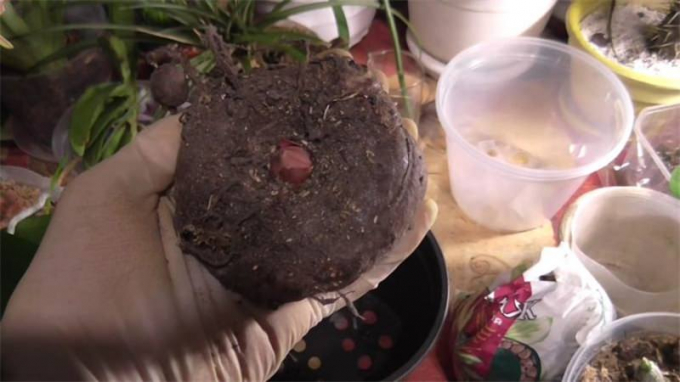 Аморфофаллус (Amorphophallus): 150 фото квітки + інструкція як вирощувати та доглядати в домашніх умовах