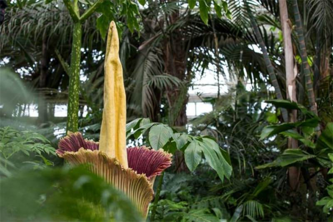 Аморфофаллус (Amorphophallus): 150 фото квітки + інструкція як вирощувати та доглядати в домашніх умовах
