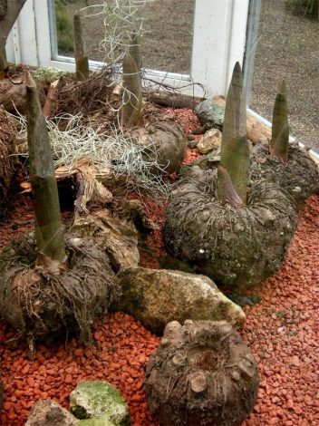 Аморфофаллус (Amorphophallus): 150 фото квітки + інструкція як вирощувати та доглядати в домашніх умовах