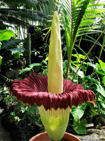 Аморфофаллус (Amorphophallus): 150 фото квітки + інструкція як вирощувати та доглядати в домашніх умовах