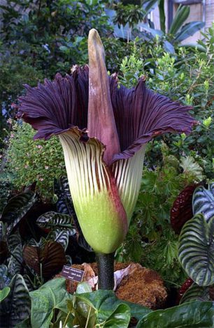 Аморфофаллус (Amorphophallus): 150 фото квітки + інструкція як вирощувати та доглядати в домашніх умовах