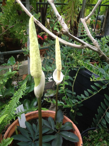 Аморфофаллус (Amorphophallus): 150 фото квітки + інструкція як вирощувати та доглядати в домашніх умовах