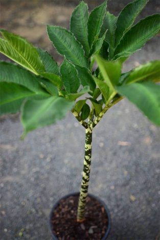 Аморфофаллус (Amorphophallus): 150 фото квітки + інструкція як вирощувати та доглядати в домашніх умовах
