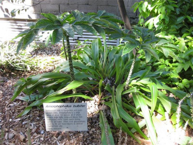 Аморфофаллус (Amorphophallus): 150 фото квітки + інструкція як вирощувати та доглядати в домашніх умовах