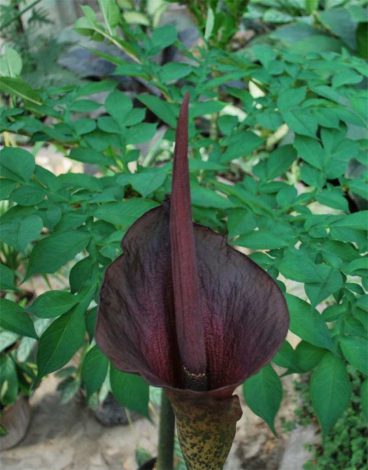 Аморфофаллус (Amorphophallus): 150 фото квітки + інструкція як вирощувати та доглядати в домашніх умовах