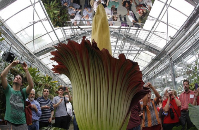 Аморфофаллус (Amorphophallus): 150 фото квітки + інструкція як вирощувати та доглядати в домашніх умовах