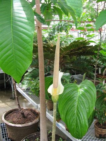 Аморфофаллус (Amorphophallus): 150 фото квітки + інструкція як вирощувати та доглядати в домашніх умовах