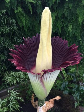 Аморфофаллус (Amorphophallus): 150 фото квітки + інструкція як вирощувати та доглядати в домашніх умовах