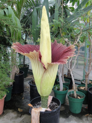 Аморфофаллус (Amorphophallus): 150 фото квітки + інструкція як вирощувати та доглядати в домашніх умовах