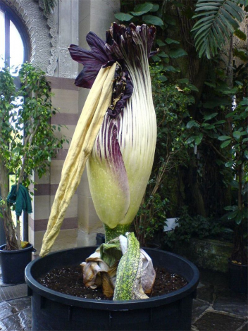 Аморфофаллус (Amorphophallus): 150 фото квітки + інструкція як вирощувати та доглядати в домашніх умовах