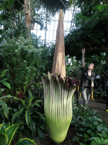 Аморфофаллус (Amorphophallus): 150 фото квітки + інструкція як вирощувати та доглядати в домашніх умовах