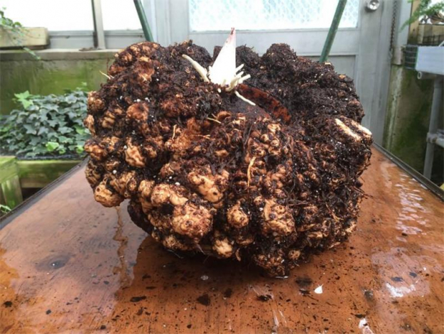 Аморфофаллус (Amorphophallus): 150 фото квітки + інструкція як вирощувати та доглядати в домашніх умовах