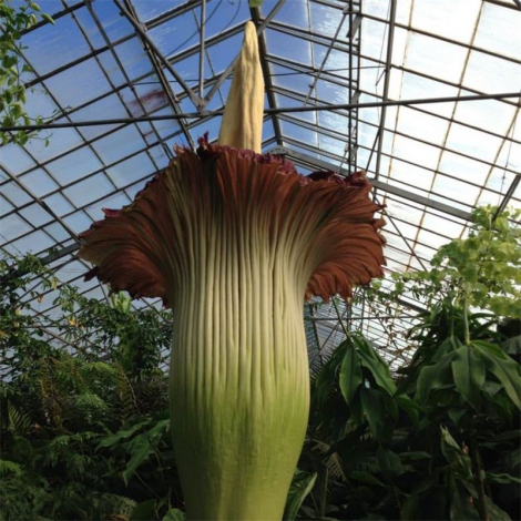 Аморфофаллус (Amorphophallus): 150 фото квітки + інструкція як вирощувати та доглядати в домашніх умовах