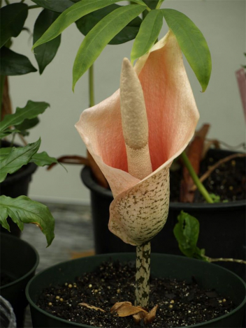 Аморфофаллус (Amorphophallus): 150 фото квітки + інструкція як вирощувати та доглядати в домашніх умовах