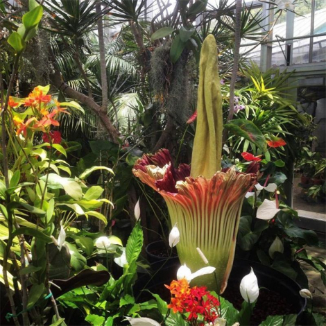 Аморфофаллус (Amorphophallus): 150 фото квітки + інструкція як вирощувати та доглядати в домашніх умовах