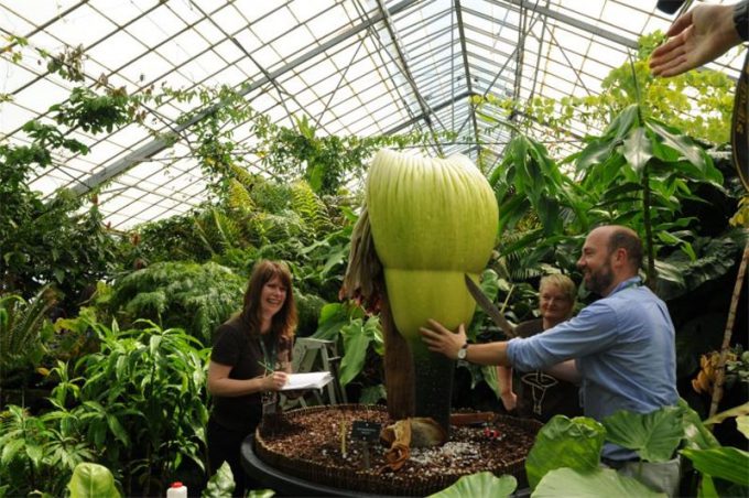 Аморфофаллус (Amorphophallus): 150 фото квітки + інструкція як вирощувати та доглядати в домашніх умовах