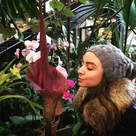 Аморфофаллус (Amorphophallus): 150 фото квітки + інструкція як вирощувати та доглядати в домашніх умовах