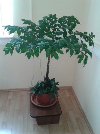 Аморфофаллус (Amorphophallus): 150 фото квітки + інструкція як вирощувати та доглядати в домашніх умовах