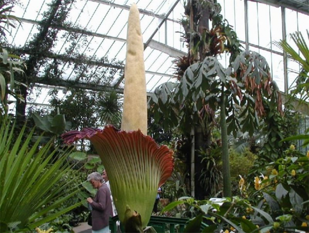 Аморфофаллус (Amorphophallus): 150 фото квітки + інструкція як вирощувати та доглядати в домашніх умовах