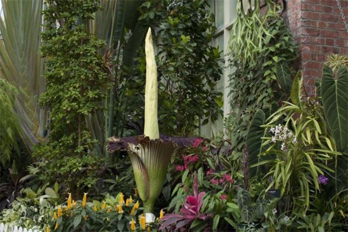 Аморфофаллус (Amorphophallus): 150 фото квітки + інструкція як вирощувати та доглядати в домашніх умовах