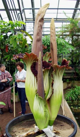 Аморфофаллус (Amorphophallus): 150 фото квітки + інструкція як вирощувати та доглядати в домашніх умовах