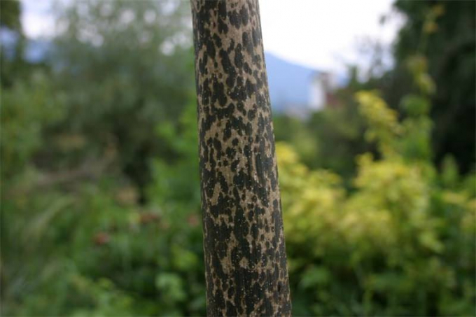 Аморфофаллус (Amorphophallus): 150 фото квітки + інструкція як вирощувати та доглядати в домашніх умовах