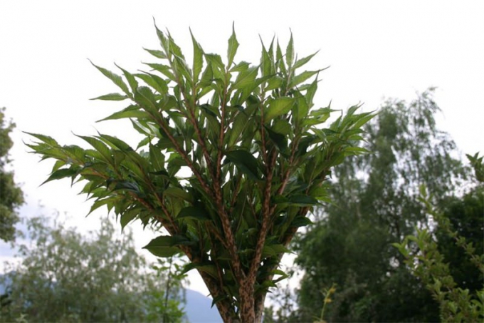 Аморфофаллус (Amorphophallus): 150 фото квітки + інструкція як вирощувати та доглядати в домашніх умовах
