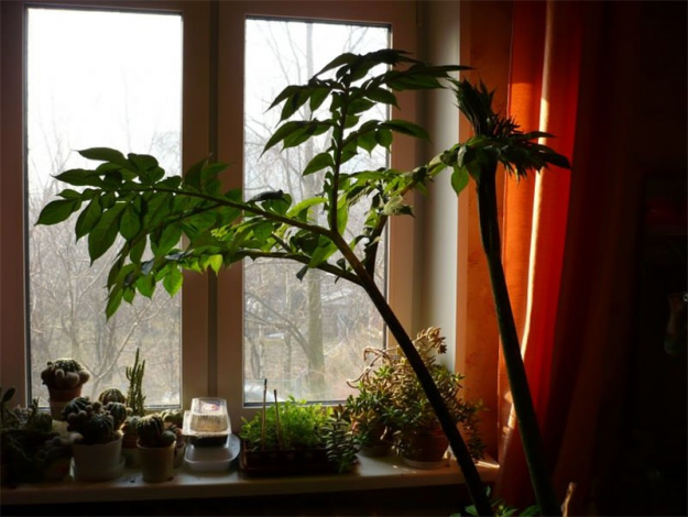 Аморфофаллус (Amorphophallus): 150 фото квітки + інструкція як вирощувати та доглядати в домашніх умовах