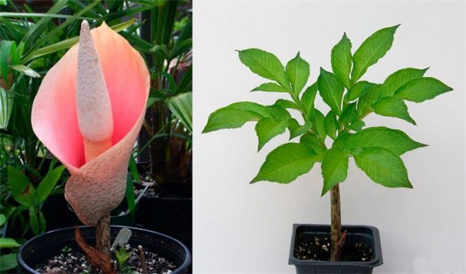 Аморфофаллус (Amorphophallus): 150 фото квітки + інструкція як вирощувати та доглядати в домашніх умовах