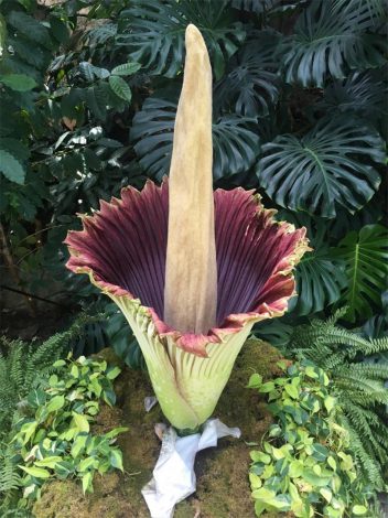 Аморфофаллус (Amorphophallus): 150 фото квітки + інструкція як вирощувати та доглядати в домашніх умовах