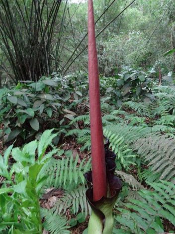 Аморфофаллус (Amorphophallus): 150 фото квітки + інструкція як вирощувати та доглядати в домашніх умовах