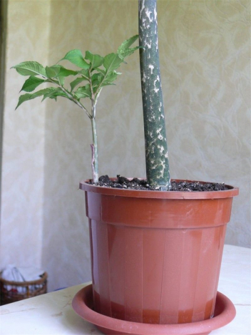 Аморфофаллус (Amorphophallus): 150 фото квітки + інструкція як вирощувати та доглядати в домашніх умовах